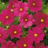 Outsidepride 100 Seeds Annual Cosmos Bipannatus Sonata Carmine Cut Flower