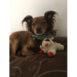 Mini Lamb Chop 6 in.