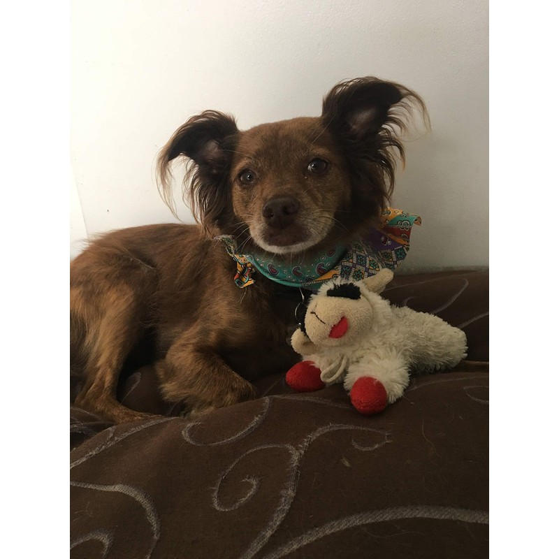 Mini Lamb Chop 6 in.