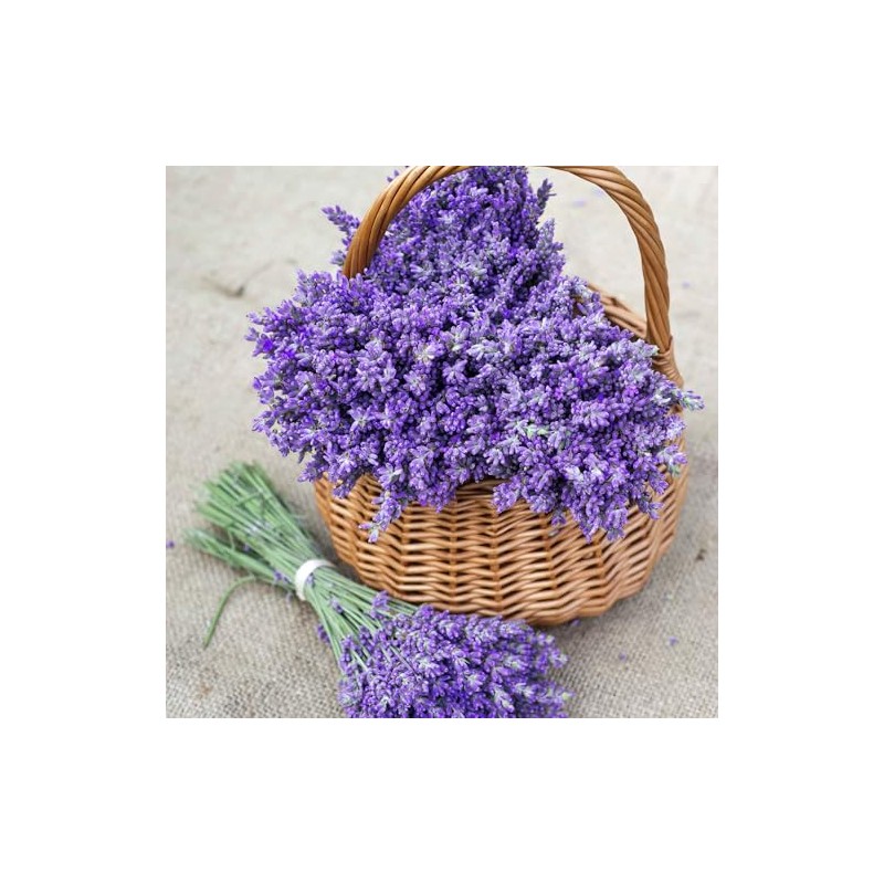 Eden Brothers Lavender Seeds (Organic)