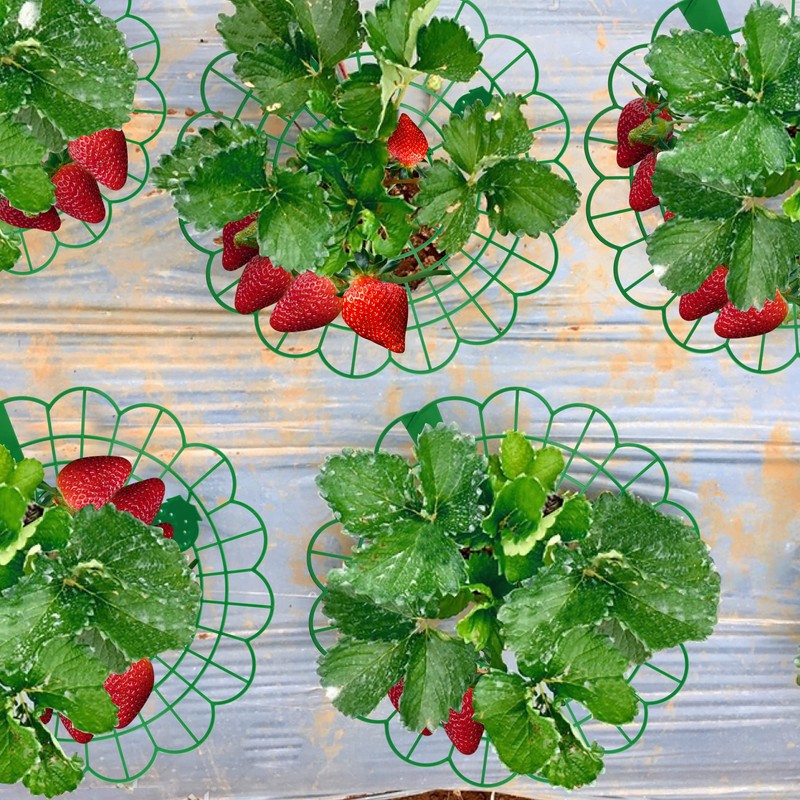 Iceyyyy 15 Pack Strawberry Supports - Strawberry Plant Support Strawberry