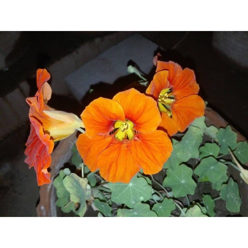 20pcs Mixed Nasturtium Flower Seeds Beautiful Flower Bonsai Decor