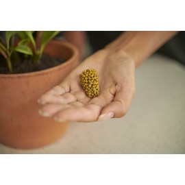 Osmocote PotShots: Premeasured House Plant Food, Feed for up to 6 Months, 25 Nuggets