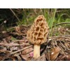CEMEHA SEEDS - Morel Mushrooms Spores Mycelium Non GMO Spawn