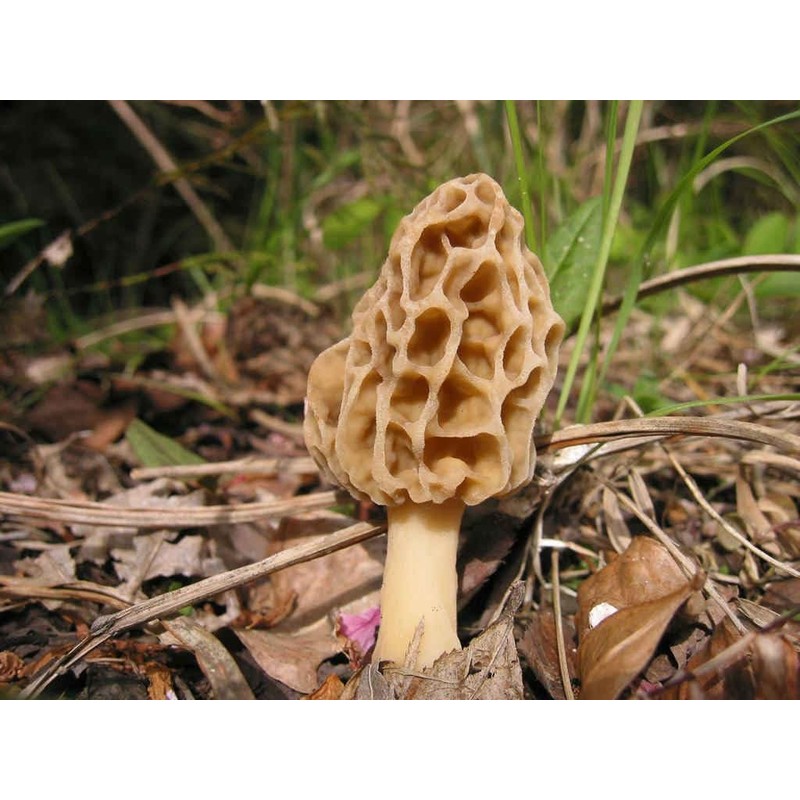 CEMEHA SEEDS - Morel Mushrooms Spores Mycelium Non GMO Spawn