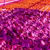 Peakloong LED Grow Light Full Spectrum 5V USB Grow Light