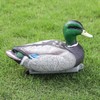 Cifavor Realistic Plastic Mallard Duck Decoy, Floating Hunting Decoy for