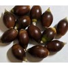 20 Fresh Acorns - Canyon Live Oak Tree Seeds for