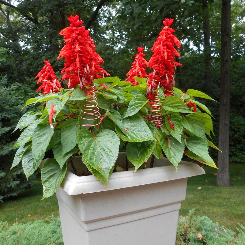 Electroculture Copper Gardening Antenna 2 Pack, Electroculture Copper Wire Coil