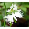 Japanese Radiata White Egret Orchid Flower 50Pcs Seeds...(#5422