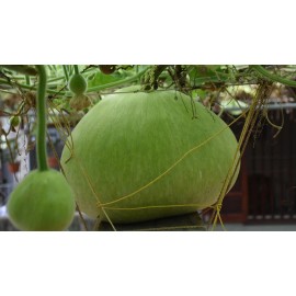 Mai's Family Giant Round Gourd Seeds | Calabash Gourd Seeds | Non-GMO, High Yield, Organic - 250+
