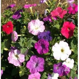 Southeast Seeds Dwarf Petunia Mix Seeds, Multicolor Mix, Compact, Variety Sizes Sold, FREE SHIP - 8000 Seeds