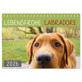 Lebensfrohe Labradore (Tischkalender 2026 DIN A5 quer), CALVENDO Monatskalender