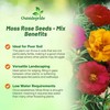 Outsidepride Mixed Moss Rose Seeds - 10000 Pcs Annual, Drought