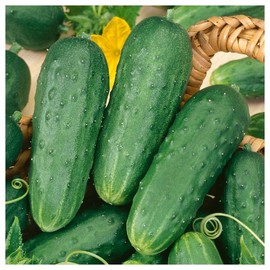 Everwilde Farms - 1 Oz Organic Homemade Pickles Pickling Cucumber Seeds - Gold Vault Packet