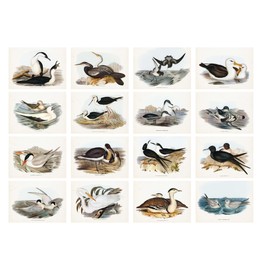 Decoupage Paper Pack (35 Sheets 6"x8") Illustrations of Seagulls, Ducks and Other Common Birds FLONZ Vintage Illustration Pictures Cards for Decoupage, Craft and Scrapbooking