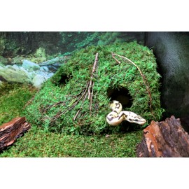 Galápagos (05370) Mossy Sapa Corner Hide, 10 in. x 5.5 in.