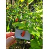 Aji Strawberry Drop Hot Pepper 25-Seeds 50,000+ Scoville Unique Creek