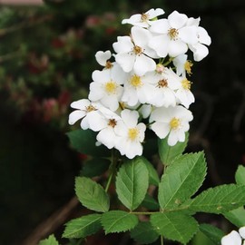 CHUXAY GARDEN Rosa Multiflora Seed 20 Seeds Baby Rose Flower Ornamental Flowering Plant Attract Butterflies and Bees Excellent in Tubs and Planters Courtyard Flower