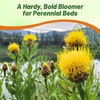 Outsidepride Macrocephala Yellow Cornflower Seeds for Planting - 1000 Pcs.