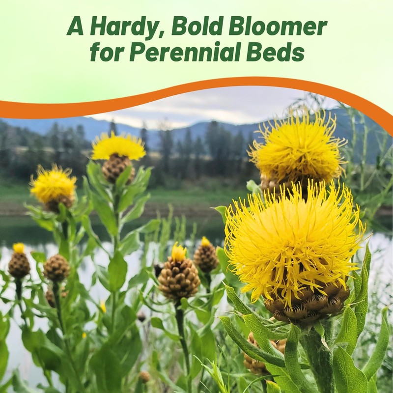 Outsidepride Macrocephala Yellow Cornflower Seeds for Planting - 1000 Pcs.
