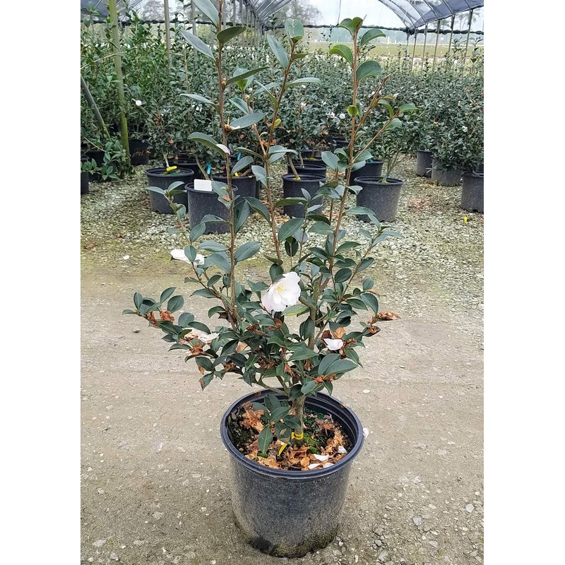 9.25 in Pot - 'Leslie Ann' Camellia