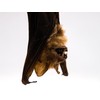 Hanging Diadem Leaf-Nosed Bat (1235-20)