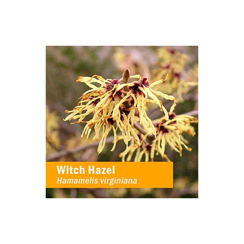 Herb Pharm Witch Hazel Liquid Extract, 1 Fl Oz