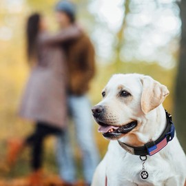 Tactical Dog Collar Adjustable Military Collar: - Nylon K9 Collars with Control Handle and Heavy Duty Metal Buckle for Medium and Large Dogs with 3 Patches and Airtag Case Holder (XL, Black)