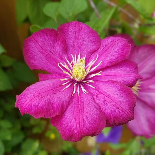 Pink Clematis Vine Plants Live in 2.5 Inch Pot, Clematis