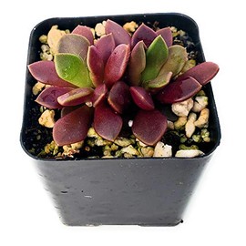 Fat Plants San Diego Living Indoor Succulents and Cactus Rooted in Plastic Planters with Soil (2.5, Purple anacampseros)