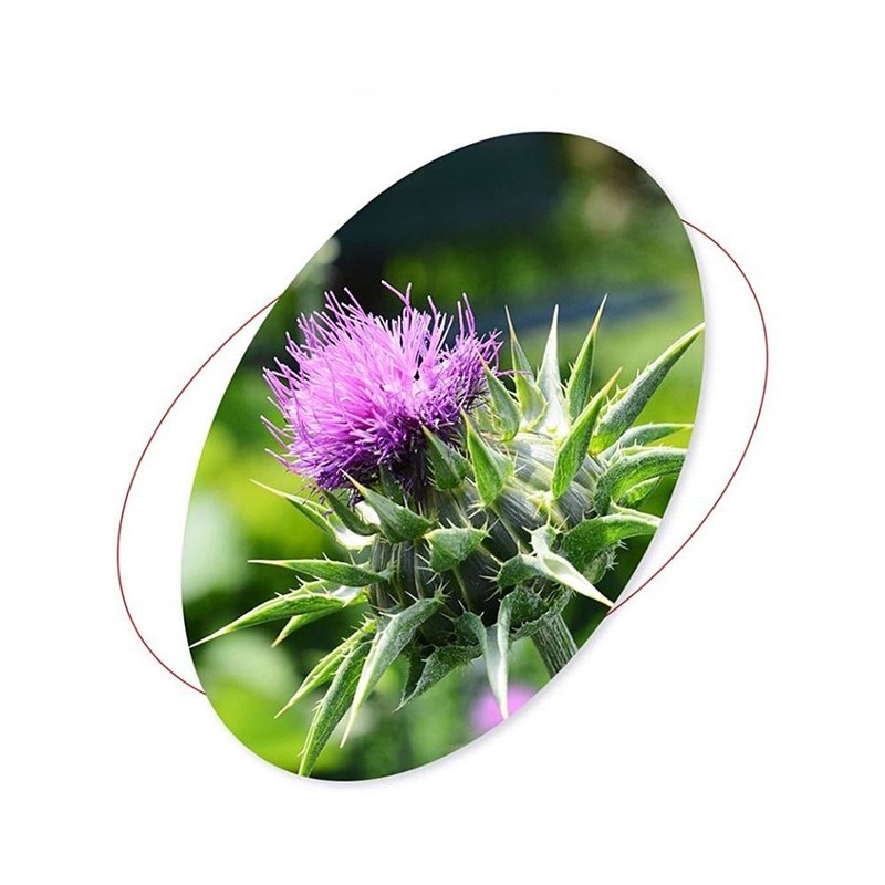 헬씨허그 Liver Health N Premium Milk Thistle Silymarin Milk Thistle