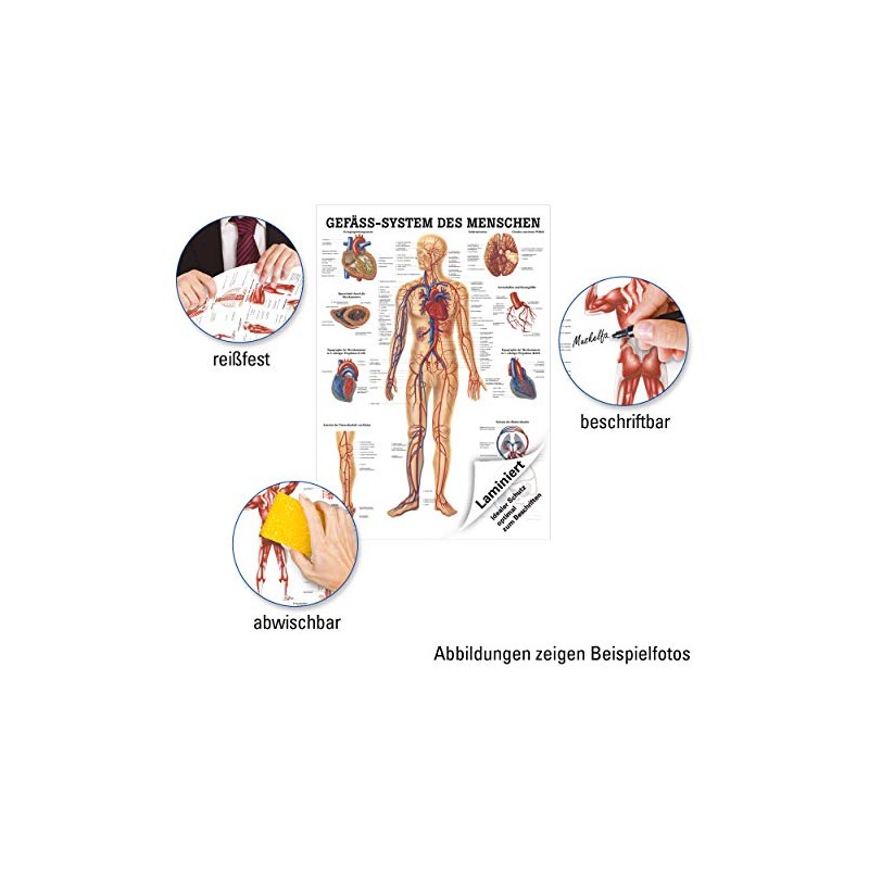 Sport-Tec Vascular System Mini Poster Anatomy 34 x 24 cm