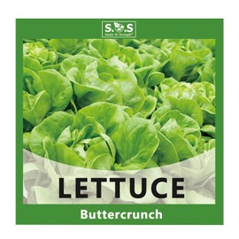 1 Variety Vegetable Seed, 3g Buttercrunch Lettuce Seeds for Planting (Buttercrunch Lettuce)