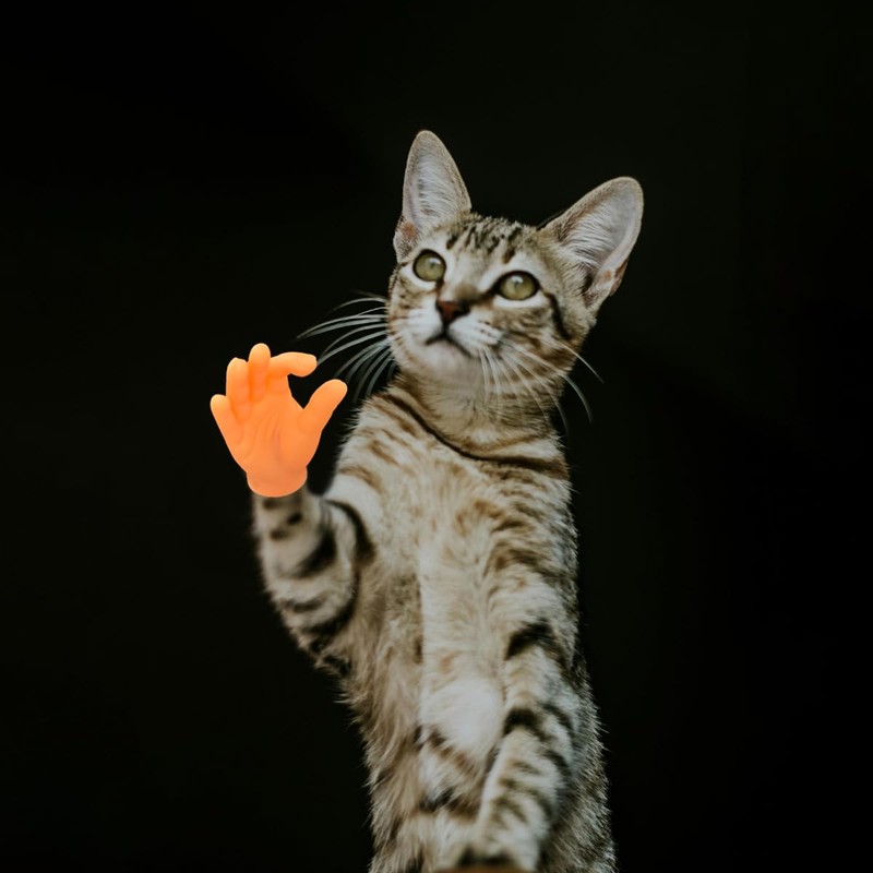 6 Pcs Cute Mini Hands for Cats,Tiny Human Hands for