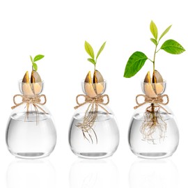 Glasseam Avocado Glass Bud Vases: Acorn Bulb Forcing Vase Set of 3 Cute Clear Small Vases for Flower Hydroponic Plant Propagation Vase for Home Table Decor