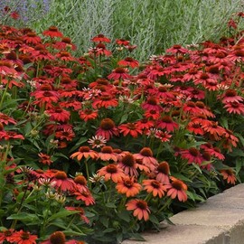 Eden Brothers Coneflower Seeds - Artisan Red Ombre