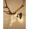 Skull Hooker Big Hooker European Trophy Mount – Perfect Kit