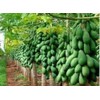 Maradol Papaya Tree Seeds! Grows fruit in only 9 MONTHS