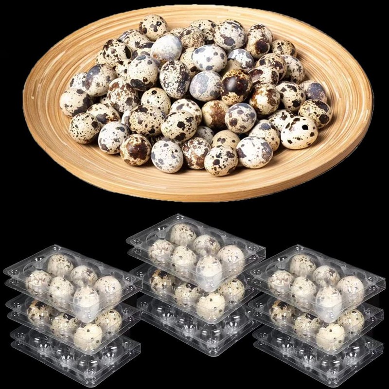 Pack of 30 Quail Egg Boxes, Quail Egg Boxes, 6