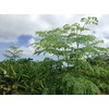 The Power of Moringa Powder (1.1 oz (30 g) x