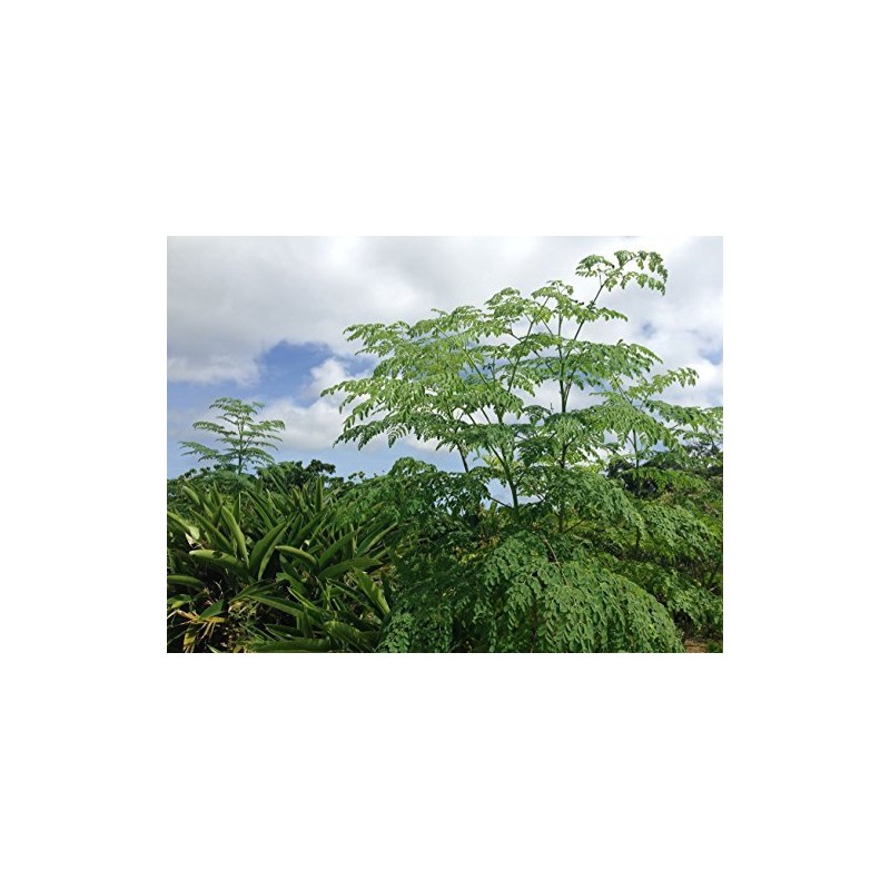 The Power of Moringa Powder (1.1 oz (30 g) x