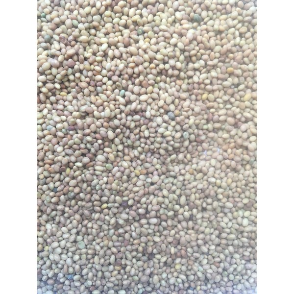 75,000 Microgreens Alfalfa Seeds Mix Salad Sprouts Organic Non GMO