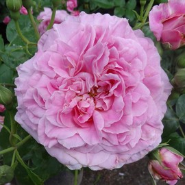 Heirloom Roses Rose Plant - St. Elisabeth of Hungary Pink Rose Bush, Shrub Live Plant for Planting Outdoors