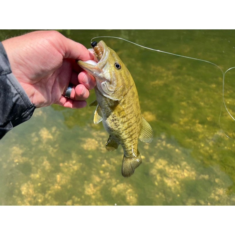 Rebel LIVEFLEX™ Cata Crawler Soft Plastic - Catalpa - 2"