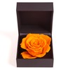 ROSEMARIE SCHULZ Heidelberg Rose Box Infinity Rose Preserved Gift Box