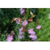 Monarch Abode 19046 Pure Copper Hummingbird Feeder