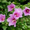 High-content Rose of Sharon Fit Rose of Sharon Extract Hibiscus