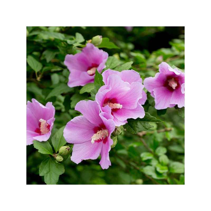 High-content Rose of Sharon Fit Rose of Sharon Extract Hibiscus