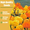 Park Seed Vibrant Inca II Yellow Hybrid Marigold Seeds –